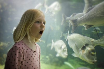 Anglesey Sea Zoo